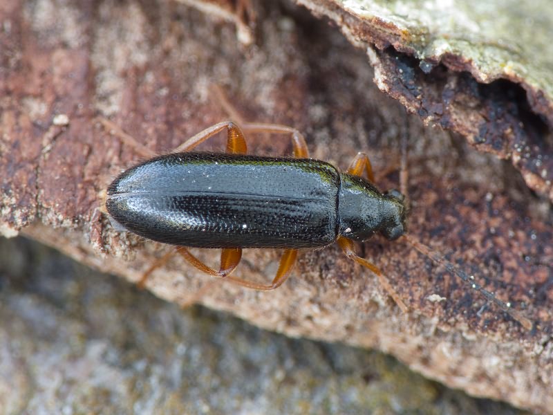 Mycetochara maura (Fabricius, 1792)